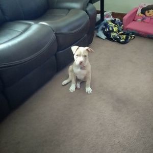 Meet your Posher, Joe